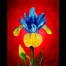 Dutch Iris - &copy; LaGasse 2004